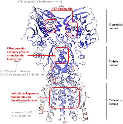 The development of cancers research based on mitochondrial heat shock protein 90